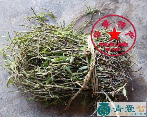 中药材金柴胡图片