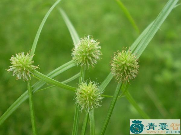 中药材金梳子草图片