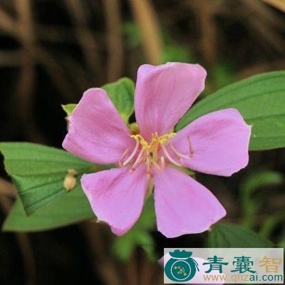 中药材金榭榴图片