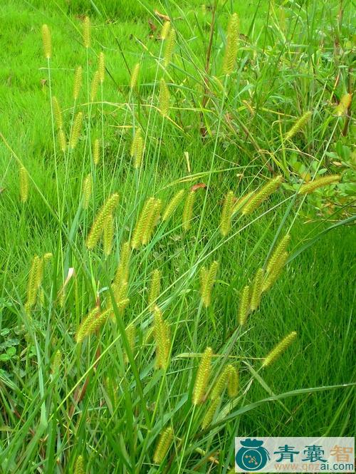 中药材金毛狗尾草图片