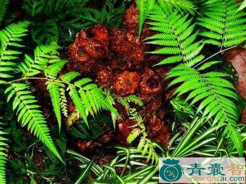 中药材金毛狮子图片