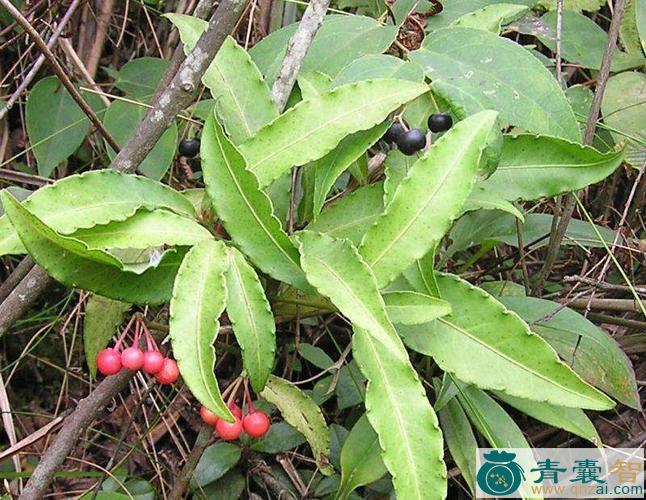 中药材金爪儿图片