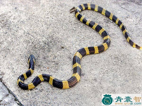 中药材金环蛇图片