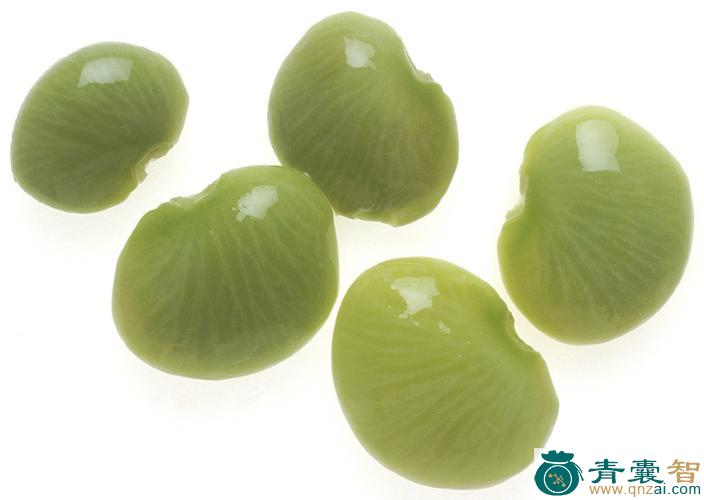 金甲豆的性状性味归经以及功效用法和注意事项-青囊智
