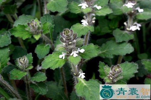 金疮小草的性状性味归经以及功效用法-青囊智
