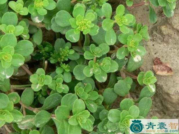 中药材金盆草图片