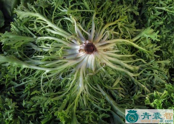 中药材金盏菊根图片