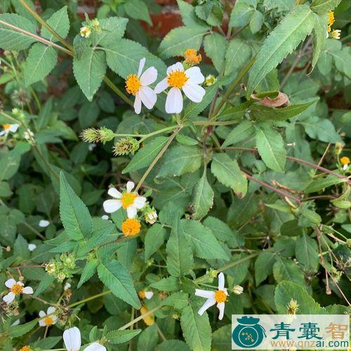 中药材金盏银盆图片