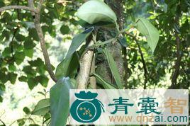 金竹标的性状性味归经以及功效用法和注意事项-青囊智