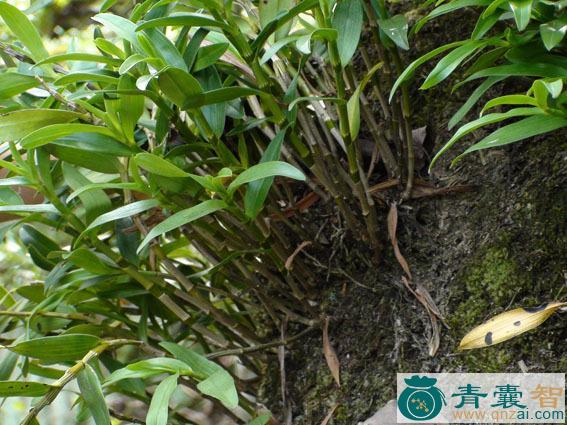 中药材金簪草图片