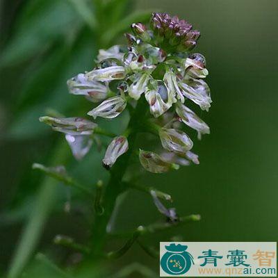 中药材金纳香图片
