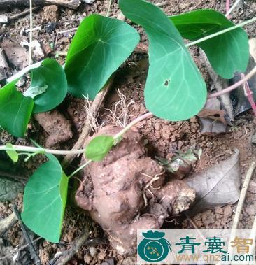 金线吊乌龟的性状性味归经以及功效用法和注意事项-青囊智