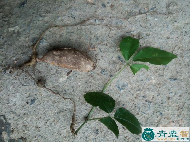 中药材金线吊壶芦图片