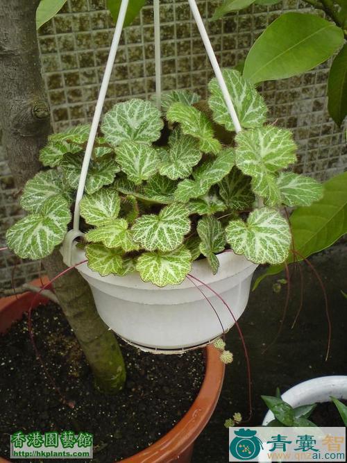 中药材金线吊芙蓉图片