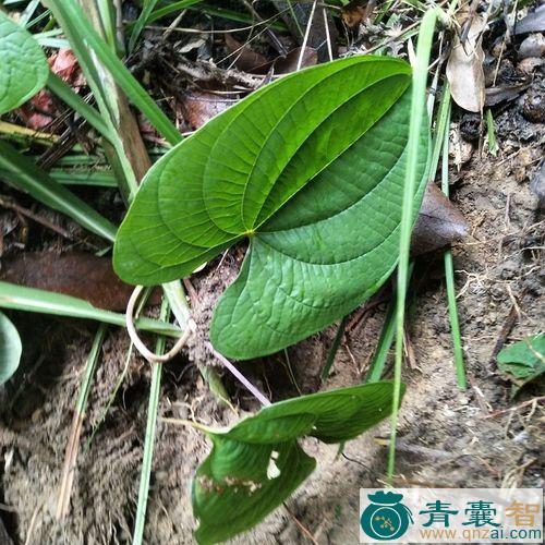 中药材金线吊虾蟆图片