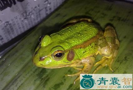 中药材金线吊青蛙图片