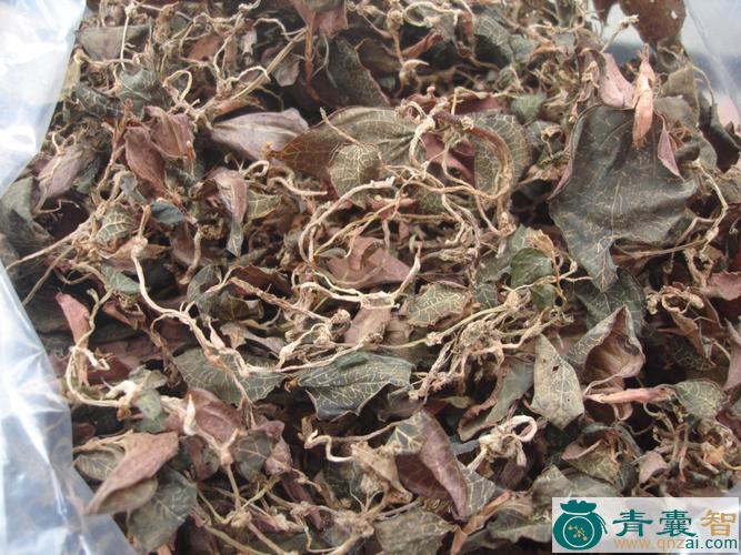 中药材金线彪图片
