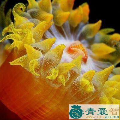 中药材金线海葵图片
