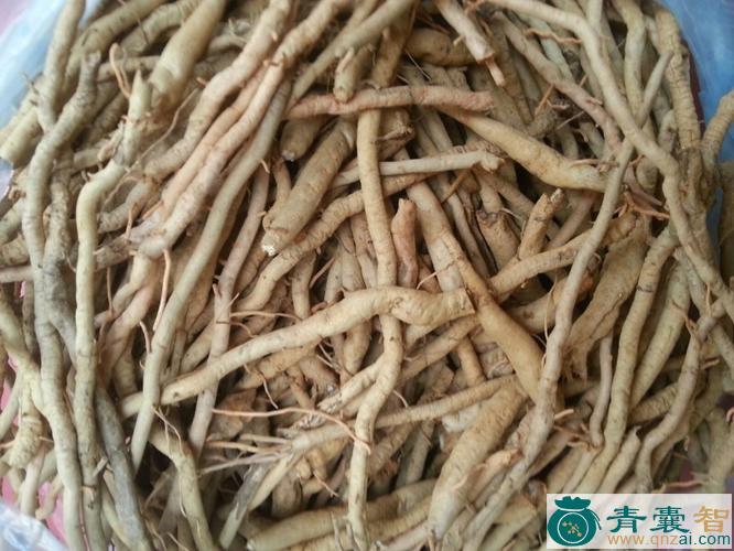 中药材金线草根图片