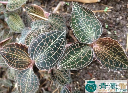 中药材金线虎头蕉图片
