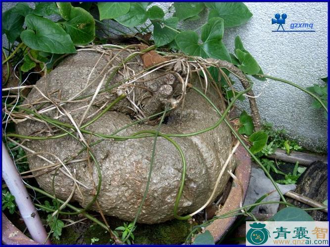 中药材金线钓乌龟图片