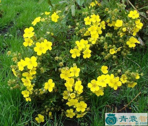 中药材金老梅叶图片