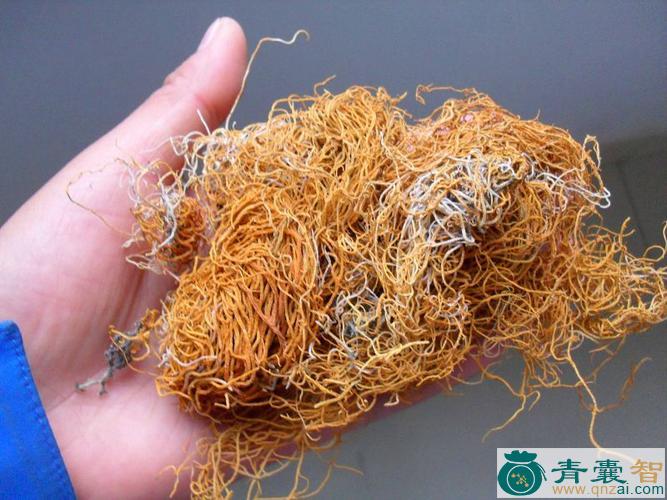 中药材金腰带图片