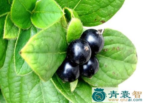 金花果的性状性味归经以及功效用法-青囊智