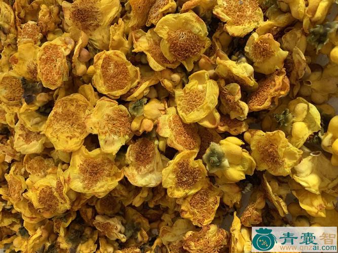 金花茶花的性味归经以及功效用法-青囊智