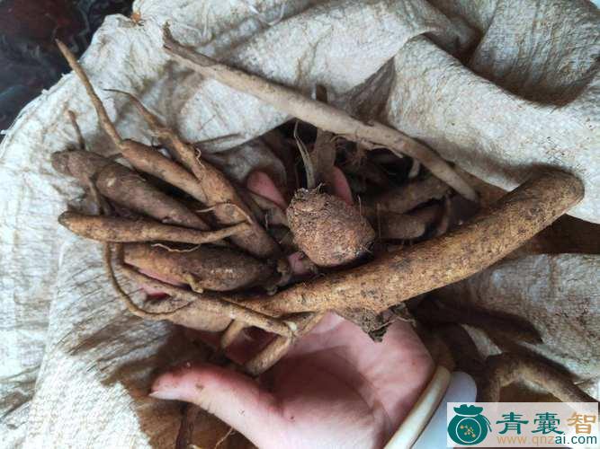 中药材金花豹子图片