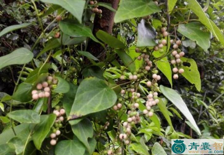中药材金茶匙图片