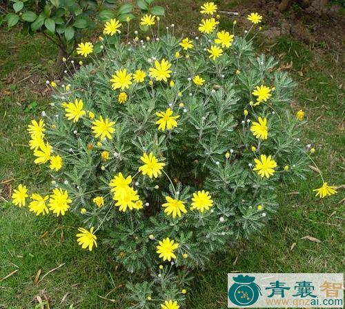中药材金菊草图片