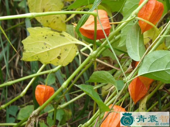中药材金角子图片