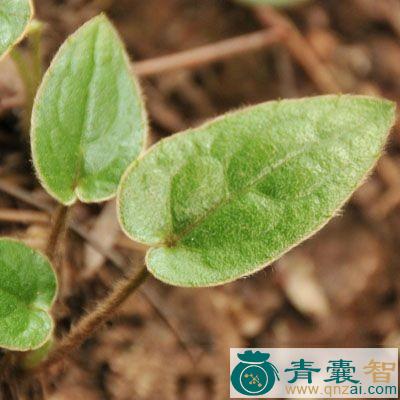 中药材金边兔耳图片