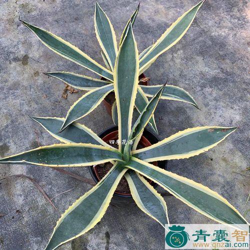 中药材金边龙舌兰图片