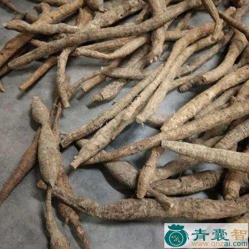 中药材金钟根图片