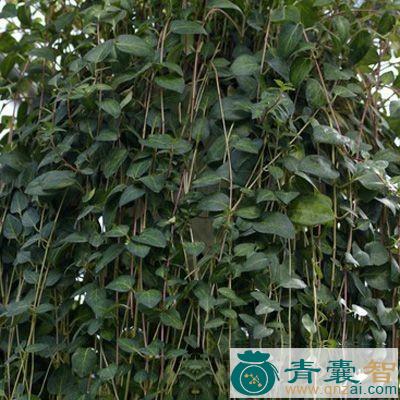 中药材金钱参图片