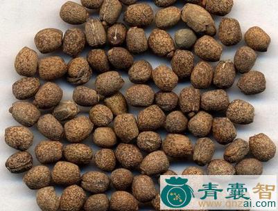 金钱子的性味归经以及功效用法和注意事项-青囊智