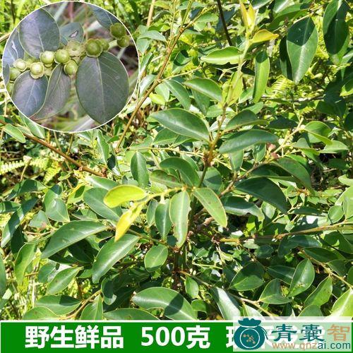 中药材金钱炮图片