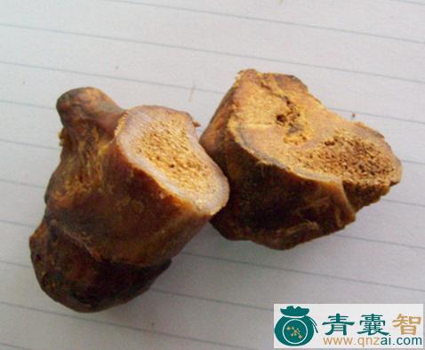 金钱豹骨的性状性味归经以及功效用法和注意事项-青囊智