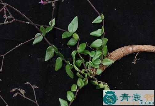 金铁锁的性状性味归经以及功效用法和注意事项-青囊智