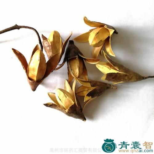 中药材金铃图片