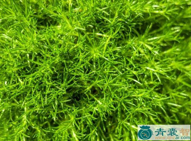 金鱼藻的性状性味归经以及功效用法和注意事项-青囊智