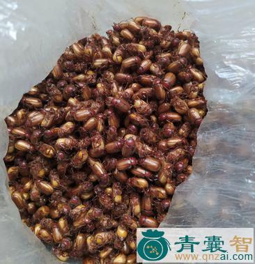 中药材金鸟仔图片