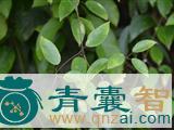 中药材金鸡一把锁图片