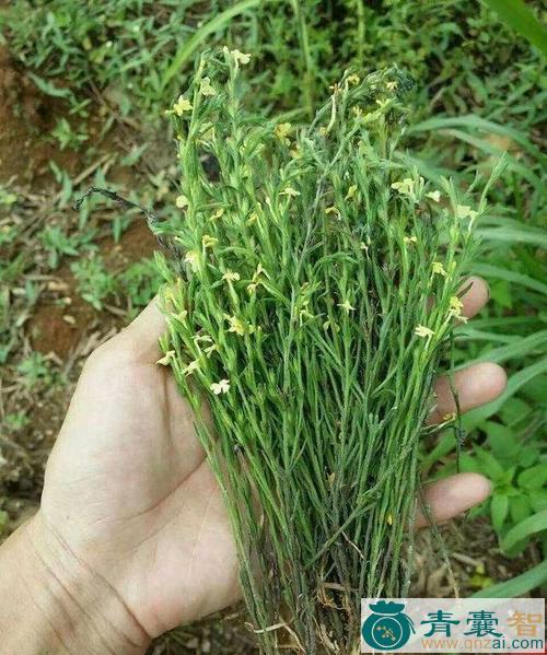 中药材金鸡独立草图片