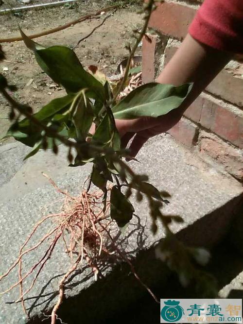 中药材金鸡脚下红图片