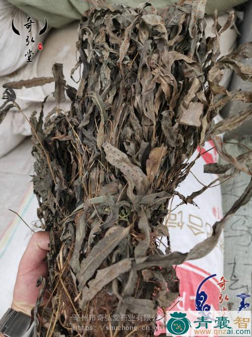 中药材金鸡腿图片