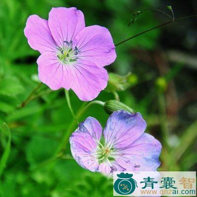 中药材金鸡豇豆图片
