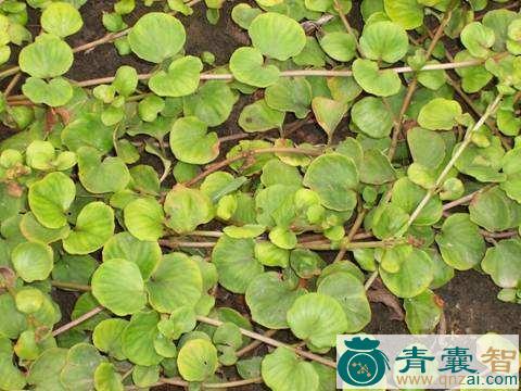 中药材金龟草图片